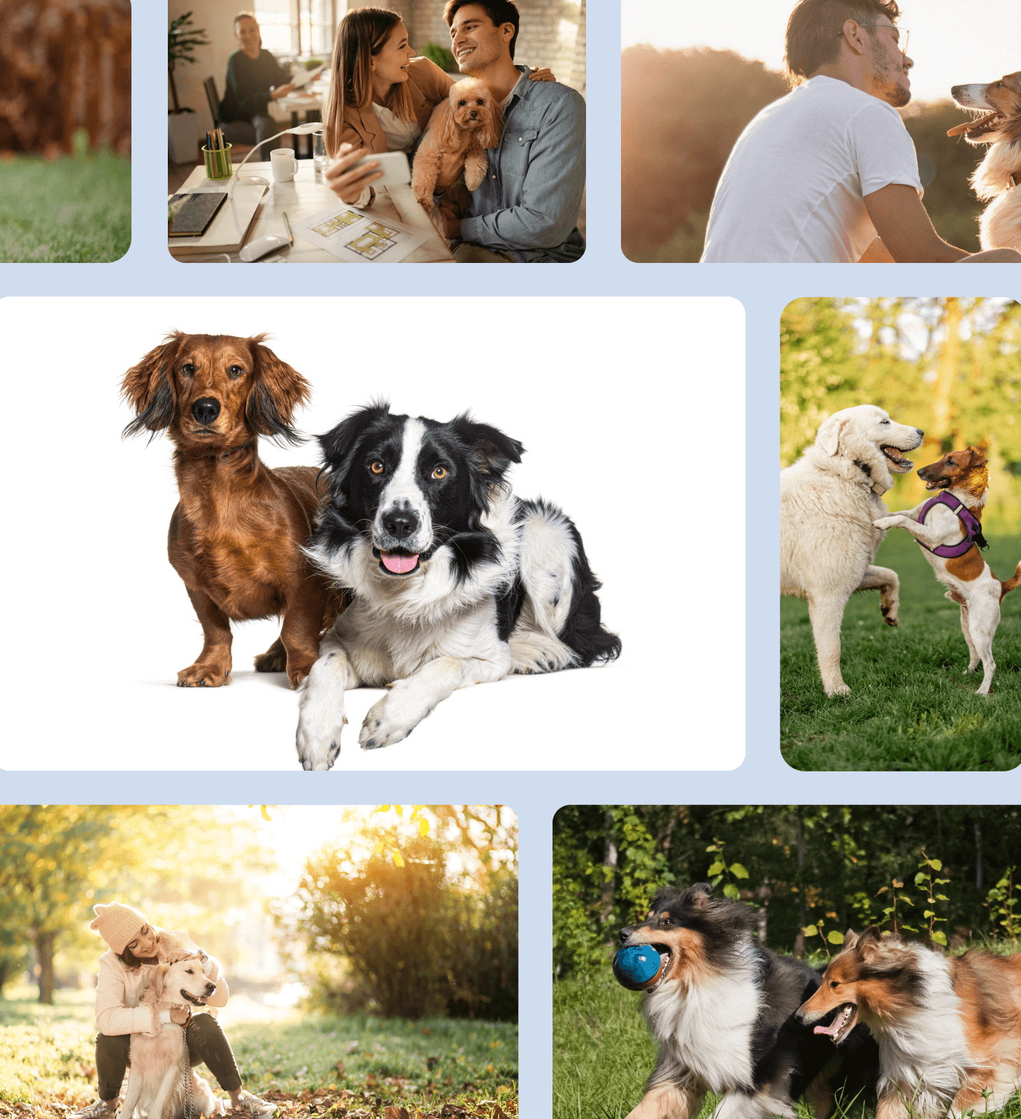 Kiss & Tail - Dog Breeding App